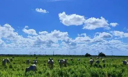 Fazenda de porteira fechada com 75 hectares com 2 casas cural piquete irrigado 83 nelore etc.