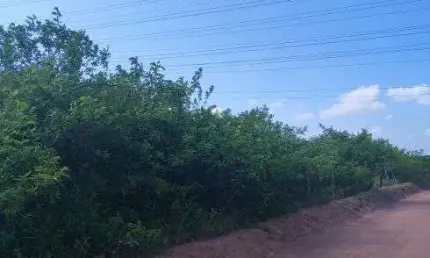 fazenda com 1.196 hectares em Parazinho com grande potencial para agricultura