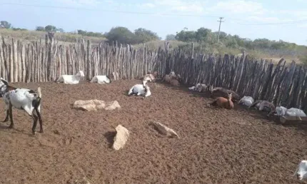 Linda Fazenda com 380 hectares na chapada de Apodi-RN