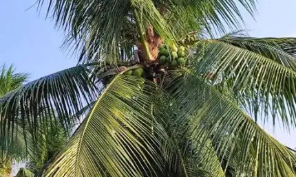 fazenda com 40 hectares plantada de coqueiros em produção