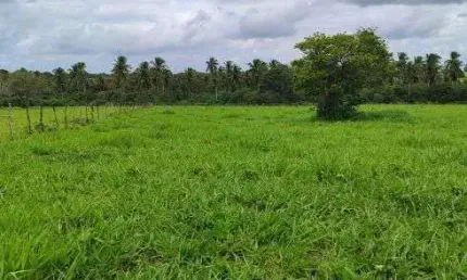 Fazenda com 1.000 hectares de porteira fechada na região de vera cruz grande natal
