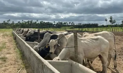 fazenda com 191 hectares na região de Carnaubais um luxo de propriedade