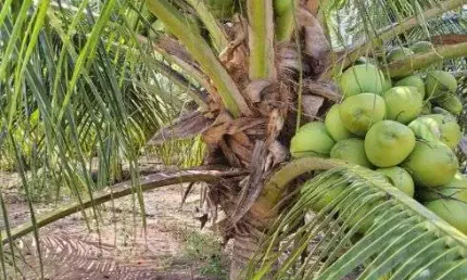 arrendo fazenda de coqueiros com 38 hectares 5.500 pés plantados