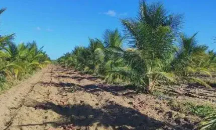 Excelente Fazenda com 50 hectares em Touros 90% plantada de coqueiro 10% plantada de banana