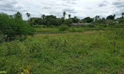 Fazenda com 200 hectares na região de São Gonçalo do Amarante