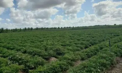 Chácara / sítio com 3 quartos à venda no Centro, Vera Cruz 