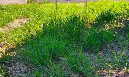 Lindo terreno comarcial de esquina, plaino otima localização -proximo avenida mandacaru-maringá-pr