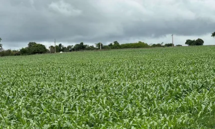 Fazenda para venda em varjão de minas, rural, 2 dormitórios, 1 banheiro