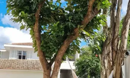 Casa com 4 quartos à venda no Jardim Botânico, Curitiba 