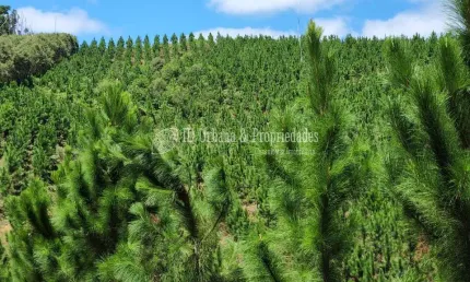 Terreno à venda na Bocaiuva / Divisa Com Rio Branco Do Sul, Centro, Bocaiúva do Sul