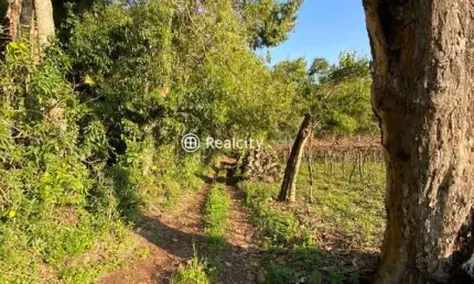 Terreno à venda na linha santa lucia, 5, vale dos vinhedos (distrito), bento gonçalves por r$ 550.000