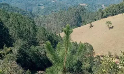 Sítio / chácara para venda em águas mornas, rio novo