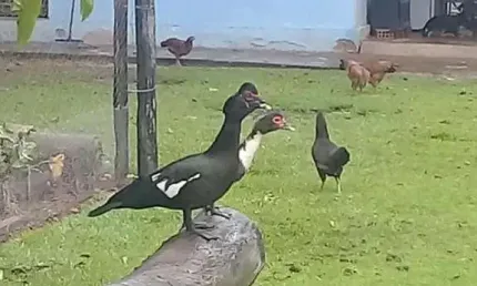 Chácara para venda em rosário oeste, rural, 3 dormitórios, 1 banheiro
