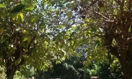 Chácara / sítio com 5 quartos à venda no Centro, Matozinhos 