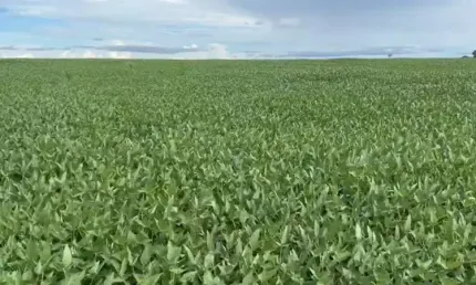 Fazenda de 4.622 hectares entre marianópolis e divinópolis do tocantins