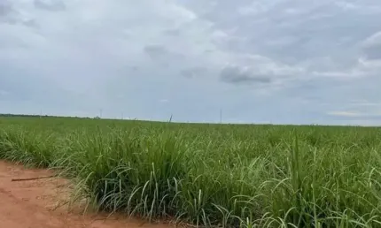 Fazenda à venda na Zona Rural, Rifaina 