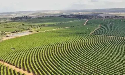 Fazenda de café à venda com arrendamento garantido!