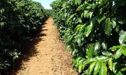 Fazenda à venda na Área Rural de Patrocínio, Patrocínio 