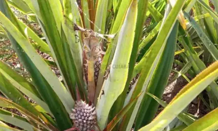 sítio de 34 hectares no assentamento comunidade sadia 3