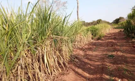 sítio de 32 hectares no assentamento comunidade sadia 3