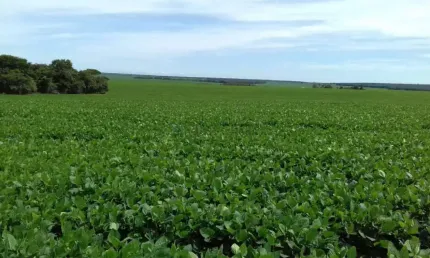 Fazenda a venda no município de Ribeirão cascalheira MT