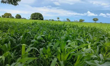 Fazenda à venda na Fazenda Mata Grande Jangada, 1, Centro, Jangada, 7500 m2 por R$ 26.000.000