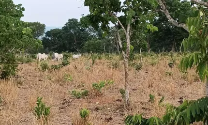 Chácara / sítio com 3 quartos à venda na Agua Santa, 22, Zona Rural, Alto Paraguai