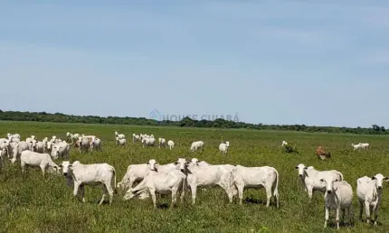 Fazenda à venda na Estrada Rural, 02, Zona Rural, Poconé