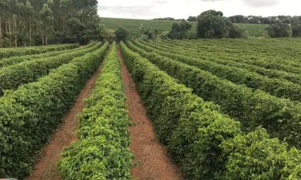EXCELENTE FAZENDA DE CAFÉ A VENDA EM MINAS GERAIS - TRIÂNGULO MINEIRO