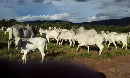 Fazenda à venda na rosario, 00, Zona Rural, Rosário Oeste, 2 m2 por R$ 45.000.000