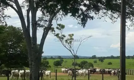 Fazenda à venda na fazenda, 00, zona rural, nova mutum, 7727 m2 por r$ 550.000.000