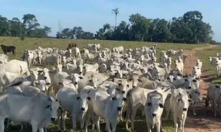 Fazenda a venda proximo de cuiaba saida p/ rondonopolis