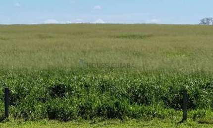 FAZENDA A VENDA PORTEIRA FECHADA ENTRE GUIRATINGA E TESOURO