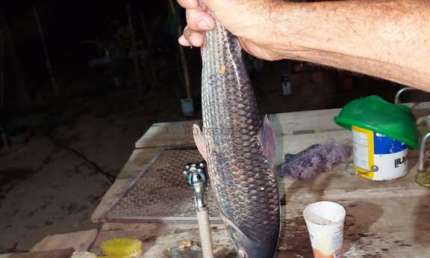 Chácara com pesqueiro rio Cuiabá, região da cidade de Santo Antônio do Leverger