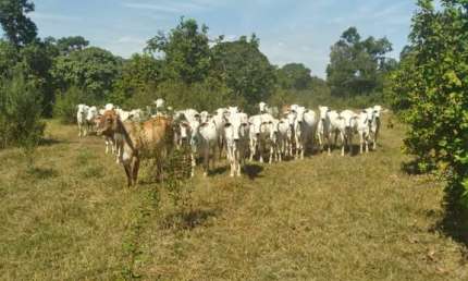 Chácara / sítio com 4 quartos à venda na Estrada Rural, 12, Zona Rural, Cuiabá