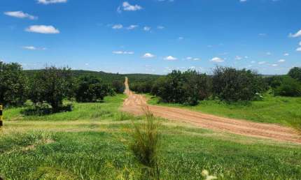 Fazenda de plantação de laranja na região de São Paulo Brasil.