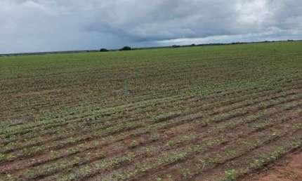 fazenda no município de Mundo Novo – GO, 1.515 hectares,