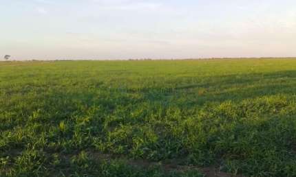 fazenda Entre Serra Nova Dourada e São Félix Araguaia MT