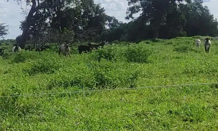 fazenda de 361 alqueires no município de Mozarlândia no estado de Goiás