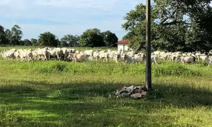 Fazenda à venda na Região De Aruanã No Estado De Goiás, 1, Zona Rural, Aruanã