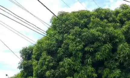 Terreno à venda na Avenida Tuiuiú, 02, Morada da Serra, Cuiabá