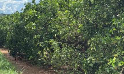fazenda de 404 alqueres na região da cidade de Fernandópolis - SP