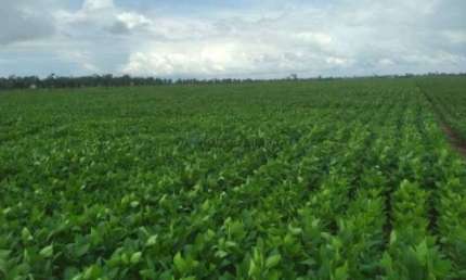 área rural Agrícola de 5 mil hectares na região do Aporé GO