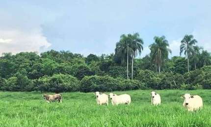 fazenda de 1.086 hectares de e alta qualidade na pecuária no estado de São Paulo