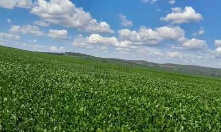fazenda top de 2.044 alqueres (4.905,60 hectares), no estado de São Paulo SP