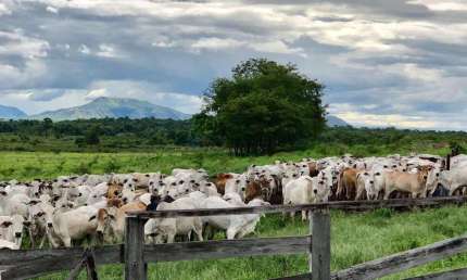 fazenda pronta para pecuária porteira fechada no estado de Goias