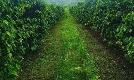 fazenda de 800 hectares (330 Alqueres) na região de Bragança Paulista
