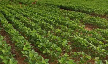 fazenda de 2.000 hectares na região da, 270 km de Brasília DF