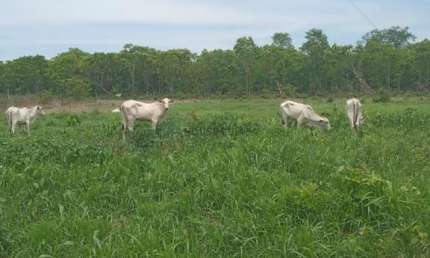 Sitio na região do barreiro vermelho na região da cidade de Rosário Oeste MT