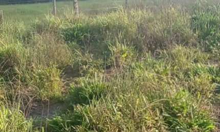fazenda no total de 2.400 hectares na região de Ubiratâ MT